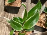 Dendrobium Burana Jade Variegated (2” pot) - Image 3