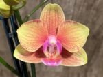 Double Spikes Phalaenopsis Orange (3” Pot)