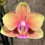 Double Spikes Phalaenopsis Orange (3” Pot)
