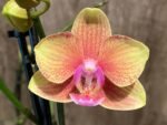 Double Spikes Phalaenopsis Orange (3” Pot) - Image 2