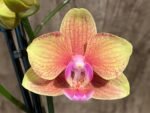 Double Spikes Phalaenopsis Orange (3” Pot) - Image 4