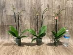 Double Spikes Phalaenopsis Orange (3” Pot) - Image 6