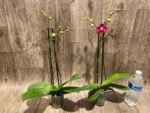Double Spikes Phalaenopsis I-Hsin Little Red Hat (3" pot) - Image 9