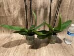 Double Spikes Phalaenopsis I-Hsin Ritabeth (4.5" pot) - Image 10
