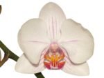 Double Spikes Phalaenopsis Dtps. Cezanne's Philihall (Hsinying Hall x philippinensis) (3" pot) - Image 2