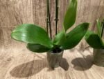 Double Spikes Phalaenopsis Dtps. Cezanne's Philihall (Hsinying Hall x philippinensis) (3" pot) - Image 8