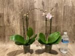 Double Spikes Phalaenopsis Dtps. Cezanne's Philihall (Hsinying Hall x philippinensis) (3" pot) - Image 4