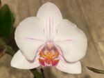 Double Spikes Phalaenopsis Dtps. Cezanne's Philihall (Hsinying Hall x philippinensis) (3" pot) - Image 3