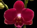 Double Spikes Phalaenopsis I-Hsin Little Red Hat (3" pot)