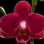 Double Spikes Phalaenopsis I-Hsin Little Red Hat (3" pot)