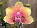 Double Spikes Phalaenopsis Orange (3” Pot) - Image 5