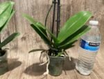 Double Spikes Phalaenopsis Orange (3” Pot) - Image 11