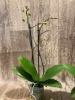 Double Spikes Phalaenopsis Orange (3” Pot) - Image 8