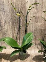 Double Spikes Phalaenopsis Orange (3” Pot) - Image 9