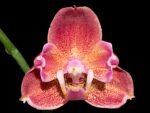 Double Spikes Phalaenopsis I-Hsin Fantasist ‘Peloric’ (4.5" pot)