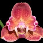 Double Spikes Phalaenopsis I-Hsin Fantasist ‘Peloric’ (4.5" pot)