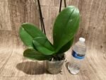 Double Spikes Phalaenopsis I-Hsin Fantasist ‘Peloric’ (4.5" pot) - Image 9