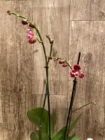 Double Spikes Phalaenopsis I-Hsin Fantasist ‘Peloric’ (4.5" pot) - Image 5