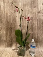 Double Spikes Phalaenopsis I-Hsin Fantasist ‘Peloric’ (4.5" pot) - Image 8