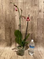 Double Spikes Phalaenopsis I-Hsin Fantasist ‘Peloric’ (4.5" pot) - Image 6