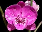 Multi Tall Spikes Phalaenopsis Shulong TWM-F31231 (4.5" pot)