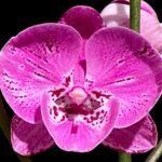 Multi Tall Spikes Phalaenopsis Shulong TWM-F31231 (4.5" pot)