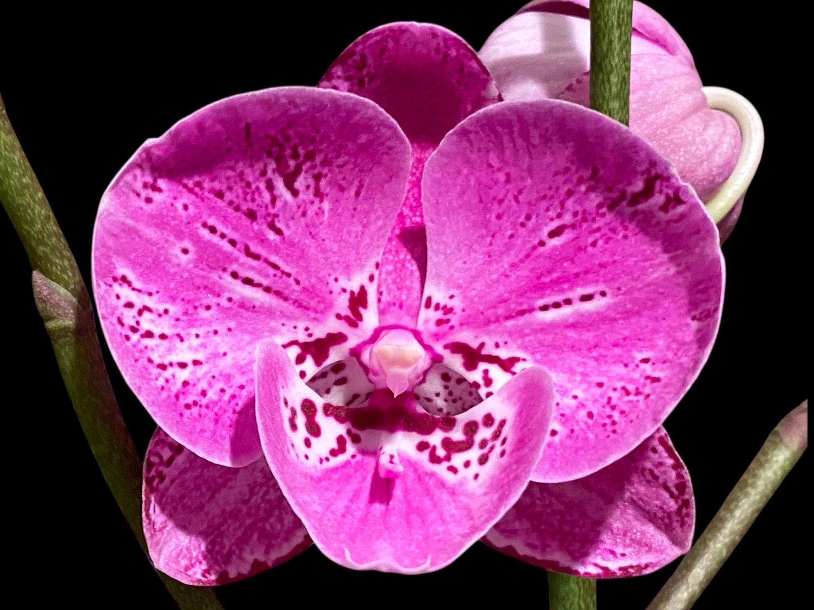 il_fullxfull.8744687917_dmmz.jpg Multi Tall Spikes Phalaenopsis Shulong TWM-F31231 (4.5" pot) - Image 1