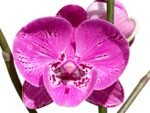 Multi Tall Spikes Phalaenopsis Shulong TWM-F31231 (4.5" pot) - Image 2