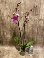 Multi Tall Spikes Phalaenopsis Shulong TWM-F31231 (4.5" pot) - Image 6