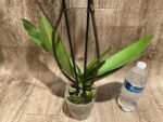 Multi Tall Spikes Phalaenopsis Shulong TWM-F31231 (4.5" pot) - Image 9
