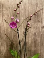 Multi Tall Spikes Phalaenopsis Shulong TWM-F31231 (4.5" pot) - Image 5