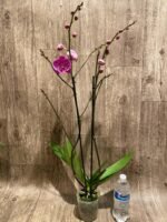 Multi Tall Spikes Phalaenopsis Shulong TWM-F31231 (4.5" pot) - Image 8