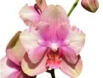 Double Spikes Phalaenopsis Baby Dynamite ‘Peloric’ (4.5" pot) - Image 2