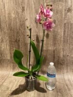 Double Spikes Phalaenopsis Baby Dynamite ‘Peloric’ (4.5" pot) - Image 10