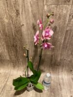 Double Spikes Phalaenopsis Baby Dynamite ‘Peloric’ (4.5" pot) - Image 9