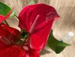 Anthurium sp Red (6” pot) - Image 3