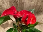 Anthurium sp Red (6” pot) - Image 2