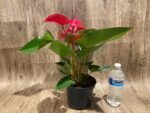 Anthurium sp Red (6” pot) - Image 9