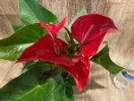 Anthurium sp Red (6” pot) - Image 4