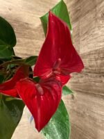 Anthurium sp Red (6” pot) - Image 6