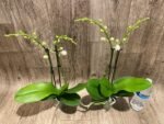 Double Spikes Phalaenopsis NOID (3" pot) - Image 7