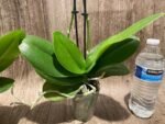Double Spikes Phalaenopsis NOID (3" pot) - Image 9