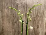 Double Spikes Phalaenopsis NOID (3" pot) - Image 2