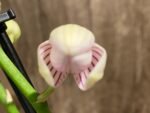 Double Spikes Phalaenopsis NOID (3" pot)