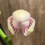 Double Spikes Phalaenopsis NOID (3" pot)