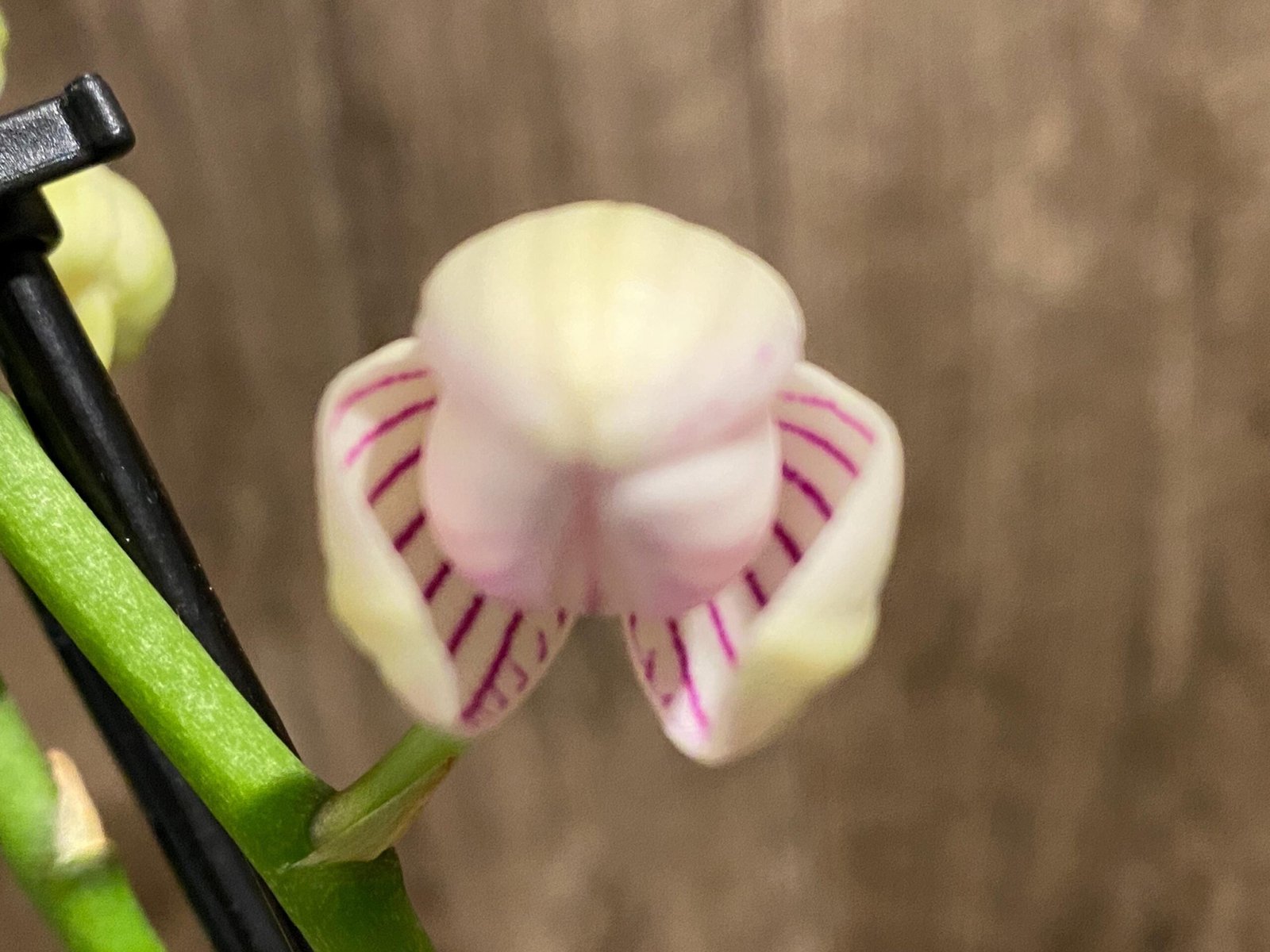 il_fullxfull.8751993292_pqij.jpg Double Spikes Phalaenopsis NOID (3" pot) - Image 1