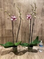 Double Spikes Phalaenopsis I-Hsin Ritabeth (4.5" pot) - Image 6