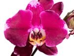 In Spike Phalaenopsis Fuller’s Romantic (4.5" Pot) - Image 2