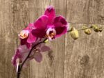 In Spike Phalaenopsis Fuller’s Romantic (4.5" Pot) - Image 5