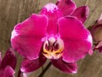 In Spike Phalaenopsis Fuller’s Romantic (4.5" Pot) - Image 3